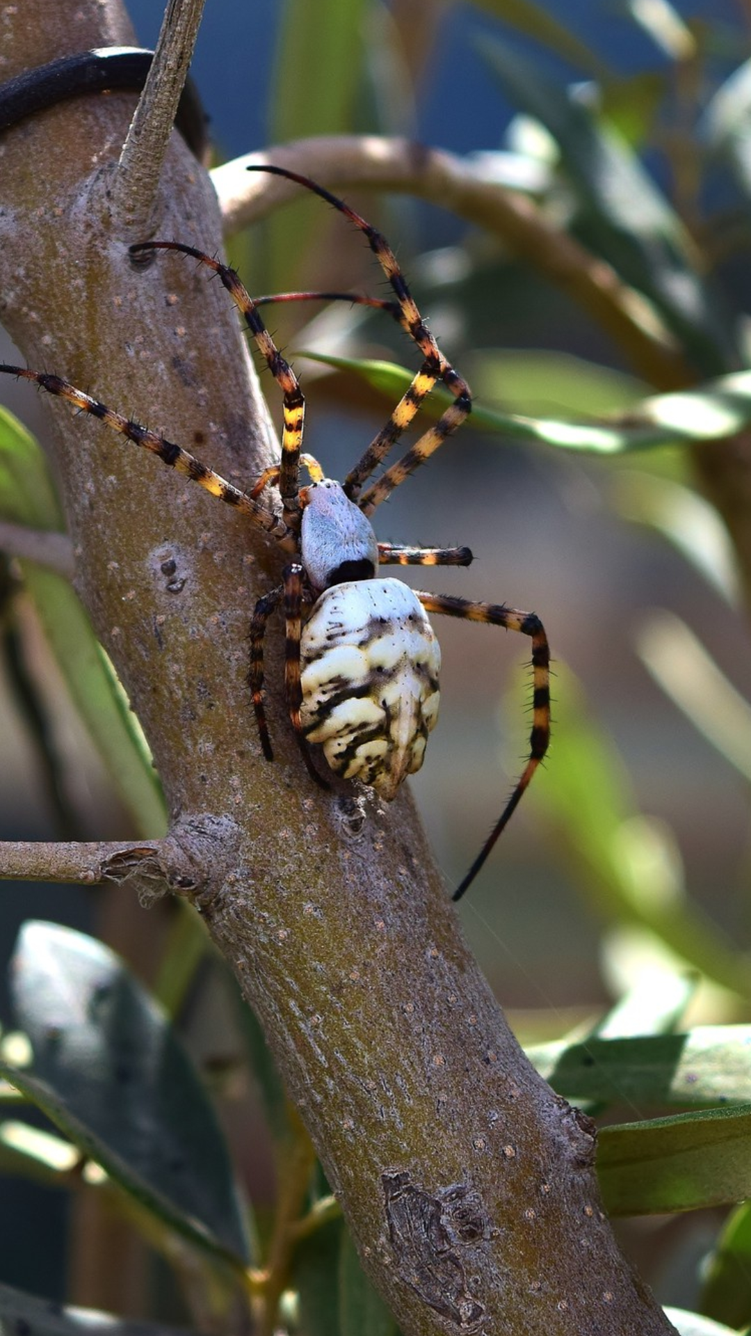 Tree health protection from invasive insects